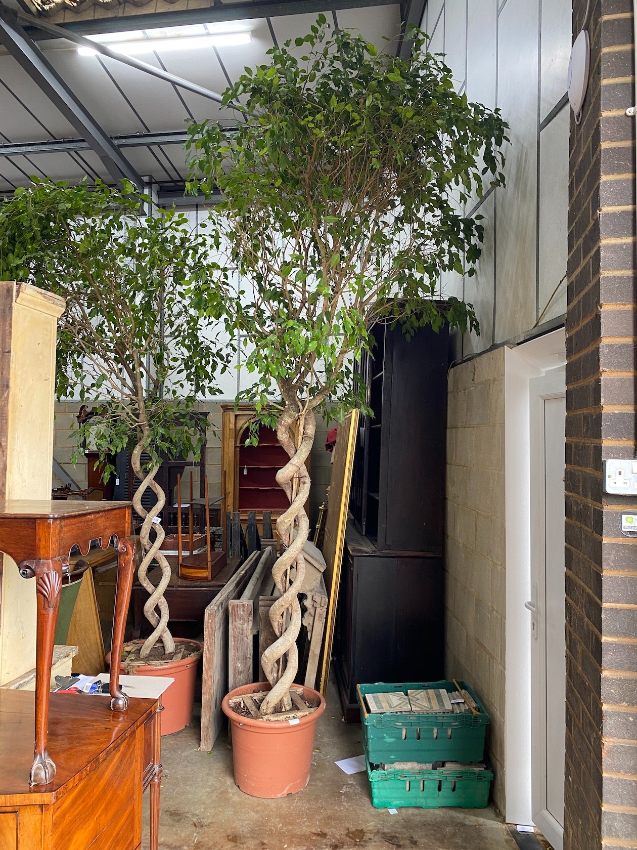 A large Ficus Benjamina with braided stem, height approx. 380cm